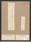 Synedra capillaris Grun. (de-Toni-Nr.: Genus 66, Species 2595) Zeichnungen Sammlung Grunow Nr. 5294 (NHMW-BOT-W0373685)